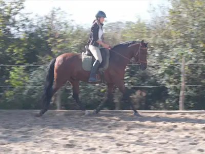 Reiten