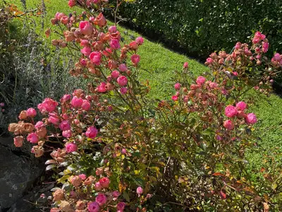 Rosen ringsum