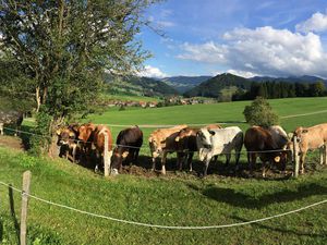 Unsere Rinder mit Ausblick auf die Berge