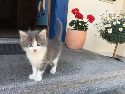 Unser Kater Balu mit ein paar Wochen