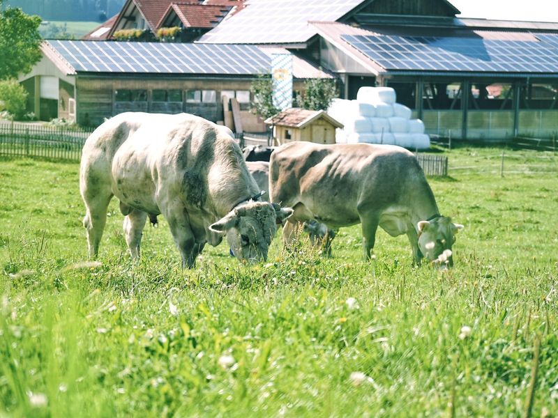 23328327-Ferienwohnung-5-Oberstaufen-800x600-2