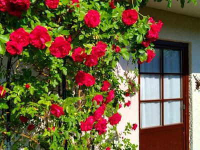 Terrassentüre mit Rosenbogen