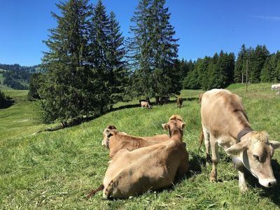 Ferienwohnung für 5 Personen (48 m²) in Oberstaufen 10/10