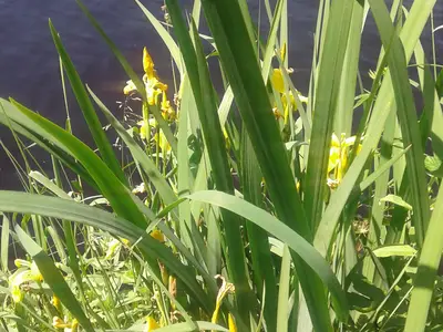 wilde Orchideen