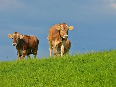 Ferienwohnung für 4 Personen (40 m²) in Oberstaufen 10/10