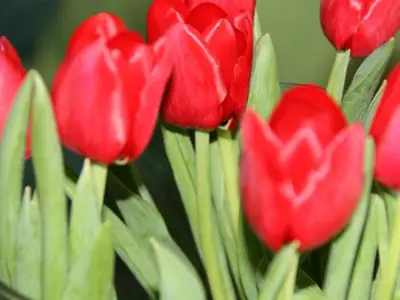 Tulpen
