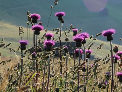 Sommer am Feld