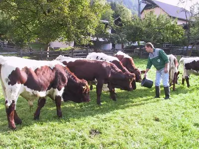 Ferienwohnung für 7 Personen (80 m²) in Obervellach 5/10