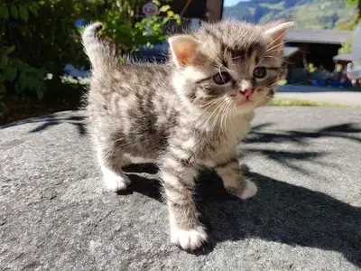 Ferienwohnung für 7 Personen (80 m²) in Obervellach 6/10