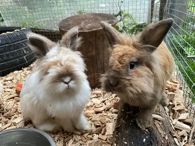 Ferienwohnung für 7 Personen (80 m²) in Obervellach 10/10