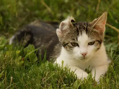 Ferienwohnung für 3 Personen (63 m²) in Oberwang 3/10