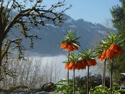 Frühlingsgarten