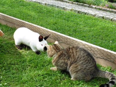 Zwergkaninchen und Katze