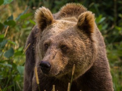 Wolf- und Bärenpark, Bad Rippoldsau-Schapbach