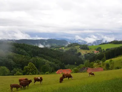 Kuhweide direkt über dem Hof