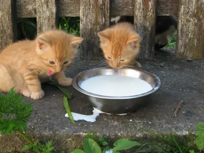 Tiere