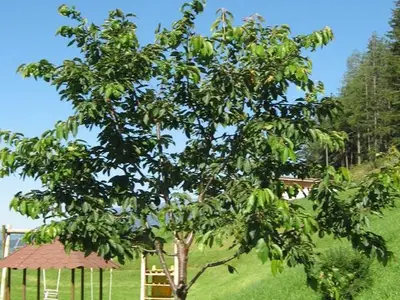 Ferienwohnung für 5 Personen (55 m²) in Oberwölz (Stadt) 2/7