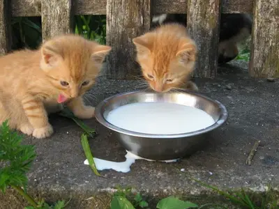 Ferienwohnung für 5 Personen (55 m²) in Oberwölz (Stadt) 4/7