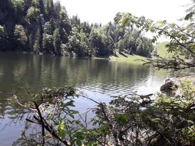 Taubensee