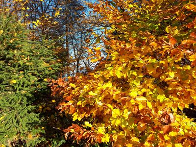 Buche im Herbst