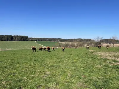 Unsere Rinderweide