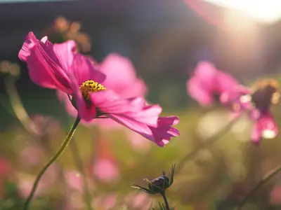 Blumenwiese