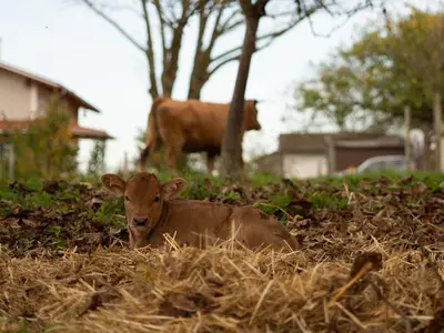 Kalb auf der Weide