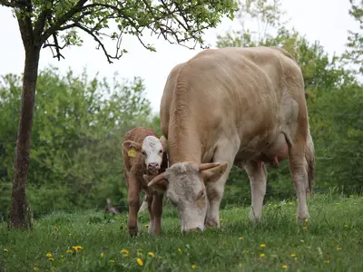 Mutterkuh mit Kalb