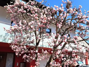 Magnolia in voller Blüte