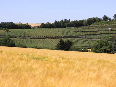Weinbergblick von Odernheim Weinbergblick von Odernheim