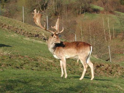 Zahmes Damwild