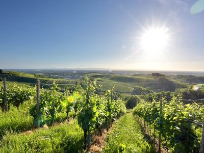 Blick aus den Reben ins Rheintal