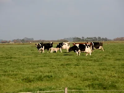 Ferienwohnung für 4 Personen (53 m²) in Oldenswort 1/4