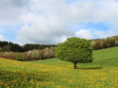 Ferienwohnung für 5 Personen (84 m²) in Olsberg 2/10