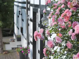 Ferienwohnung für 4 Personen (65 m²) in Olsberg