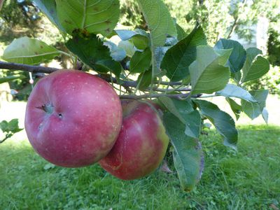 Apfelbaum im Garten