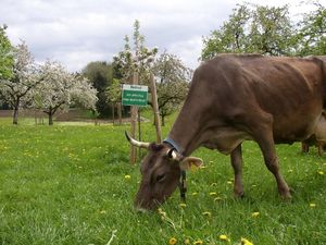 18293409-Ferienwohnung-5-Opfenbach-300x225-3