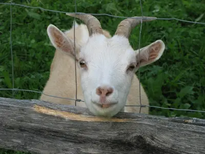 Ferienwohnung für 4 Personen (55 m²) in Opfenbach 2/10