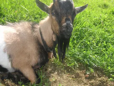 Ferienwohnung für 4 Personen (55 m²) in Opfenbach 7/9