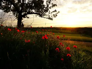 Ferienwohnung für 4 Personen (60 m²) in Opfenbach