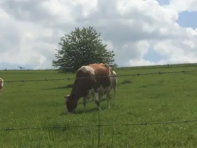 Ferienwohnung für 4 Personen (90 m²) in Orlenbach 3/10