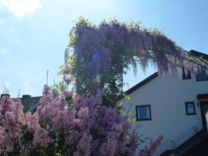 Frühling im Weingut