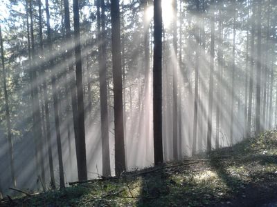 Herbst im Osburger Hochwald