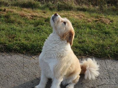 Ihr Hund ist willkommen