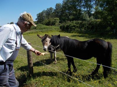 Pony und Esel mögen verwöhnt werden