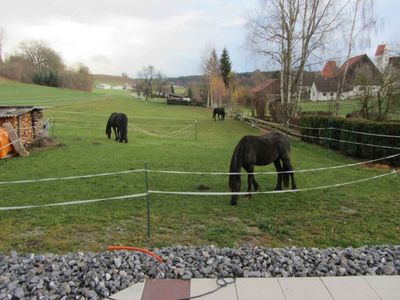 von der Terrasse zu den Pferden des Nachbarn