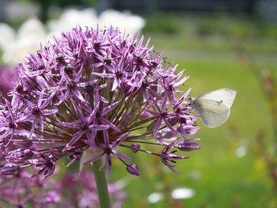 GardenSummer