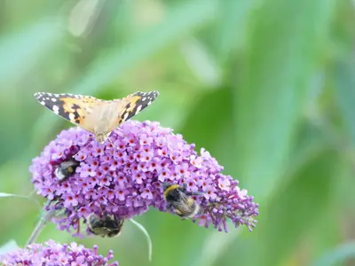 Gäste im Garten