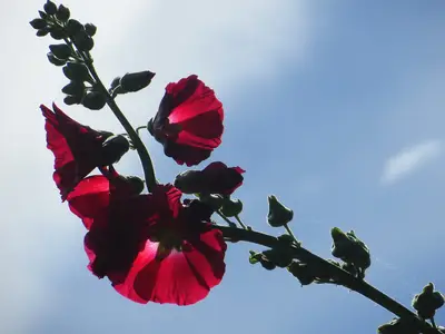GardenSummer