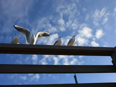 Ferienwohnung für 4 Personen (52 m²) in Ostseebad Kühlungsborn 7/9